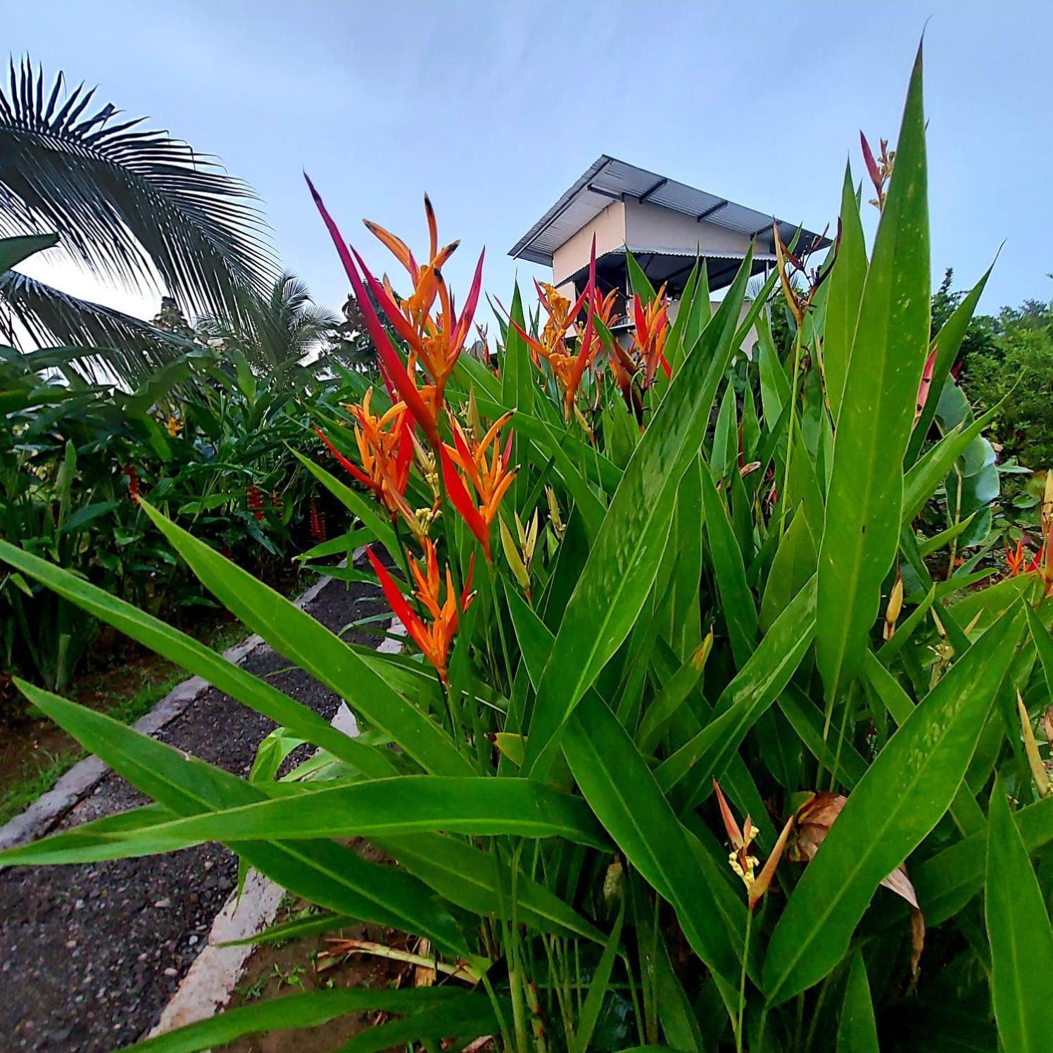 Hotel Bewak Cr Tortuguero Exterior foto